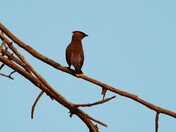 Cedar Waxwing At Dusk