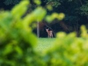 Fawn Through A Hedgerow