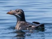 Rhinoceros Auklet
