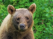 Cinnamon Bear