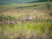 Noatak National Preserve