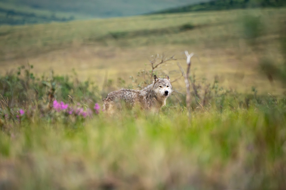 Noatak National Preserve