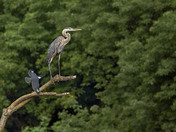 Great Blue Heron