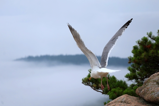 Acadia National Park