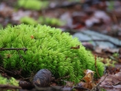 Acadia National Park