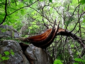 Acadia National Park