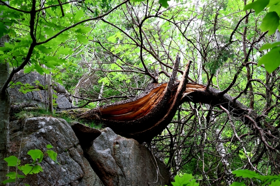 Acadia National Park