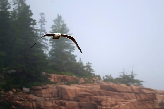 Acadia National Park