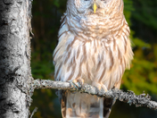 Barred Owl at sunset