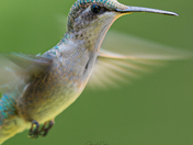 Hummingbird 