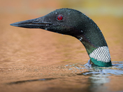Loon popping up out of the water