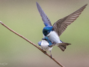 Tree swallows mating