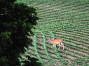 Farmland Doe