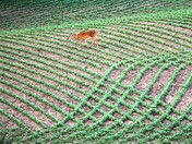 Farmland Doe