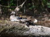 Ozark National Scenic Riverways