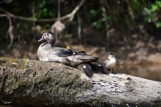 Ozark National Scenic Riverways