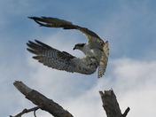 Saint Marks National Wildlife Refuge