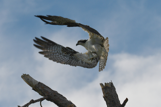 Saint Marks National Wildlife Refuge