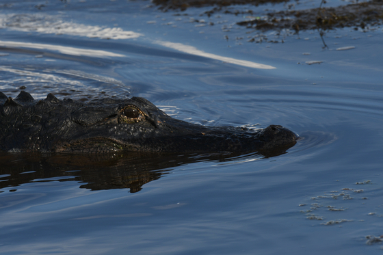 St Marks National Wildlife Refuge