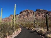 Organ Pipe Cactus National Monument