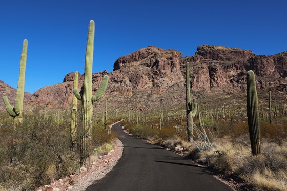 Organ Pipe Cactus National Monument
