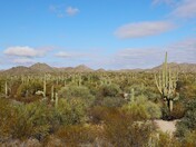 Organ Pipe Cactus National Monument