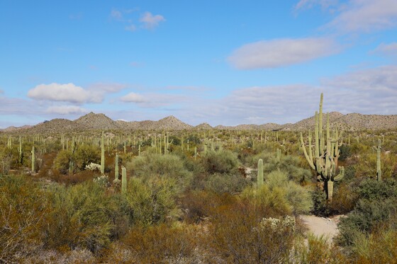 Organ Pipe Cactus National Monument