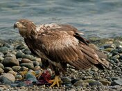 Eagle Eating