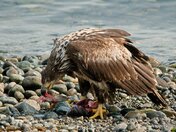 Eagle Eating