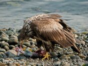 Eagle Eating