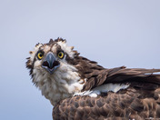 An Osprey with something to say!
