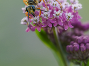 Great Golden Digger Wasp & Swamp Milkweed