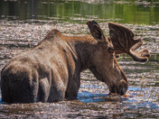 A hungry bull Moose.