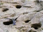 Bank Swallows