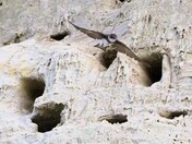 Bank Swallows