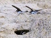 Bank Swallows