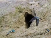 Bank Swallows