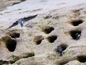 Bank Swallows