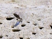 Bank Swallows