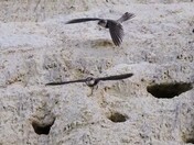 Bank Swallows
