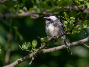 Black-capped chickadee