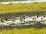 Canada Geese pairs