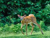 Quick, get the bug spray