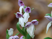Great Smoky Mountains National Park