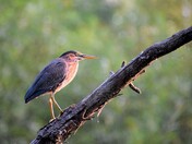 Green Heron.
