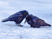 Yosemite National Park