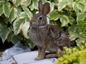 Garden Rabbit