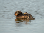 Red-necked grebe