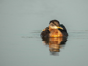 Red-necked grebe