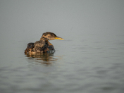 Red-necked grebe